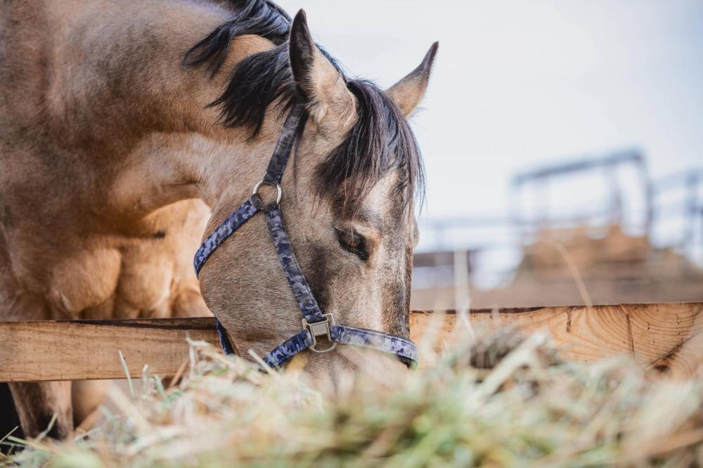 Cheval foin