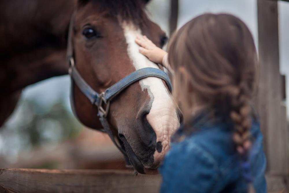 Stage cheval