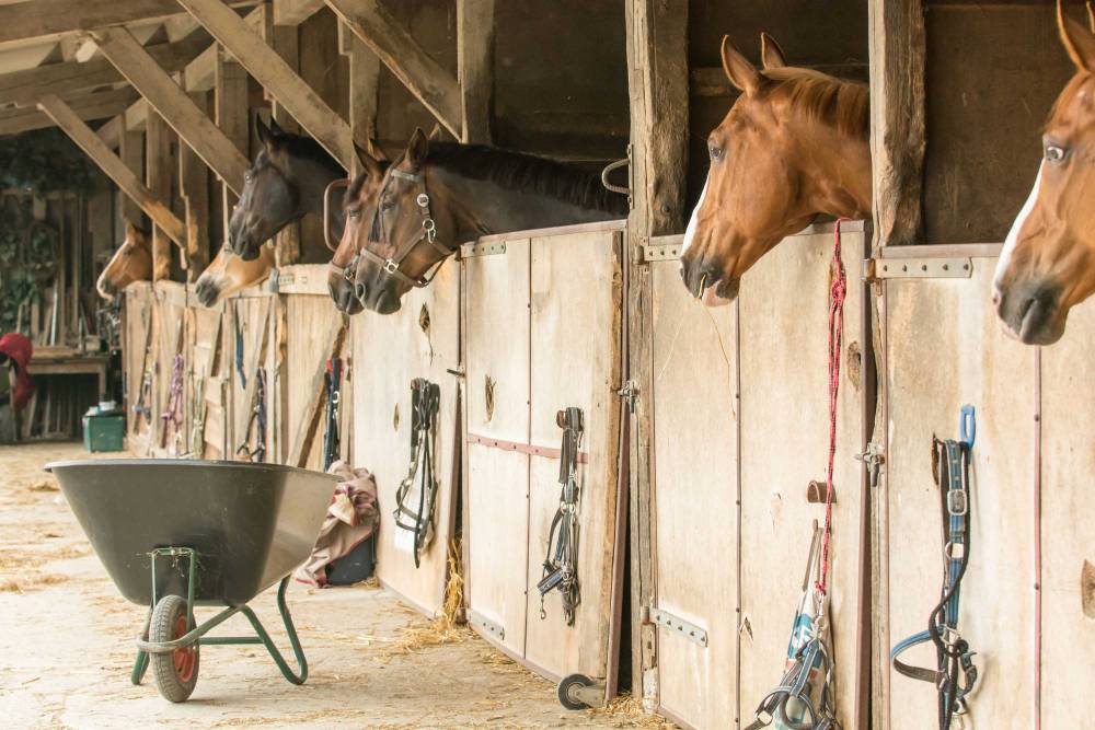 Pension pour chevaux à Villefranche sur Saône